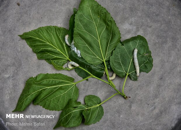 Golestan prov., hub of Iran’s silkworm farms