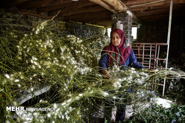 Golestan prov., hub of Iran’s silkworm farms