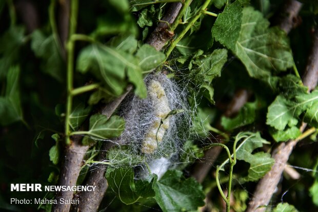 Golestan prov., hub of Iran’s silkworm farms