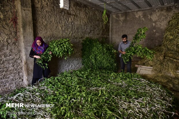 Golestan prov., hub of Iran’s silkworm farms