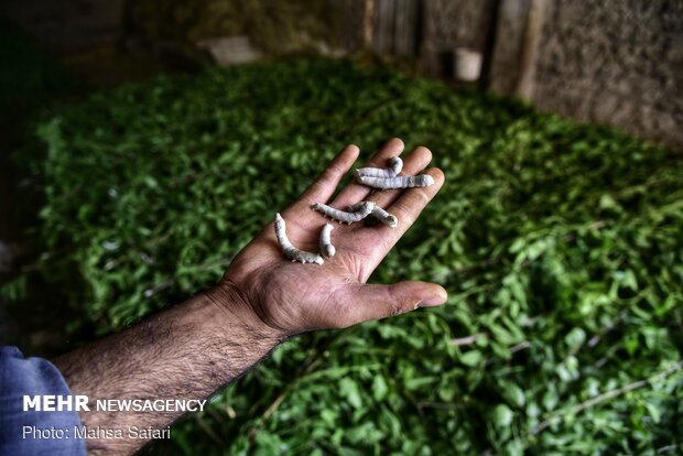 Golestan prov., hub of Iran’s silkworm farms