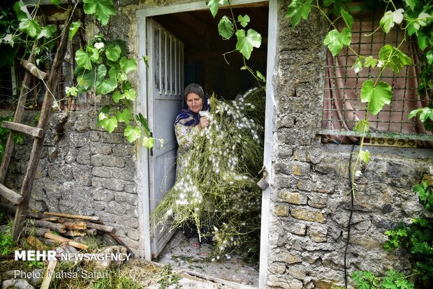 Golestan prov., hub of Iran’s silkworm farms