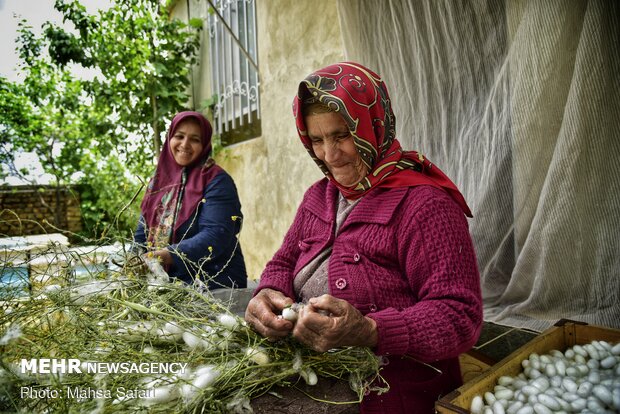 Golestan prov., hub of Iran’s silkworm farms