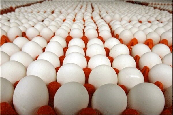  تخم مرغ ۱۳ هزار تومان گران شد