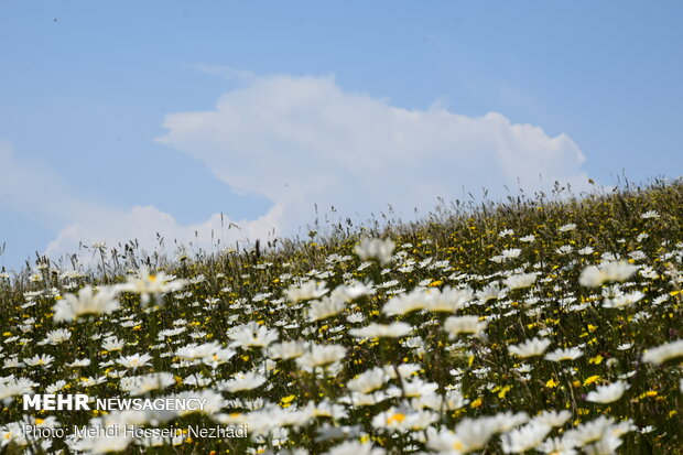 Chamomile plain in Ardebil's Fandoqlu
