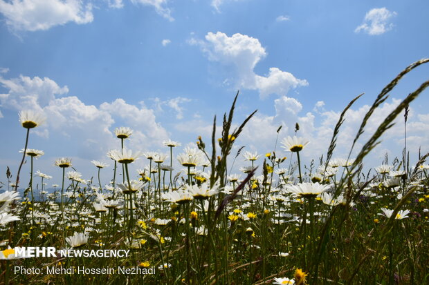 Chamomile plain in Ardebil's Fandoqlu
