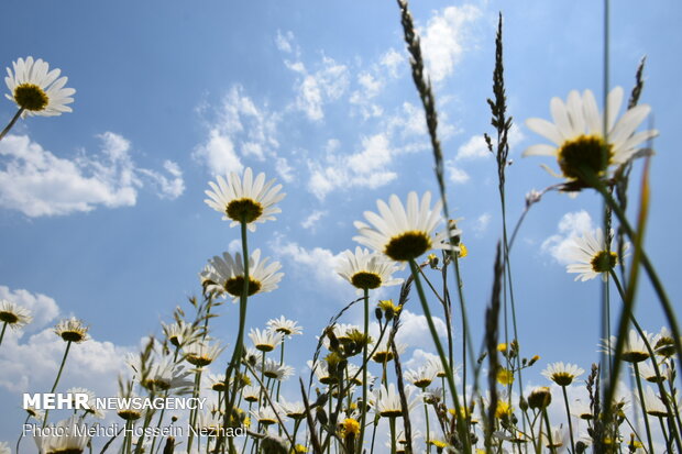 Chamomile plain in Ardebil's Fandoqlu
