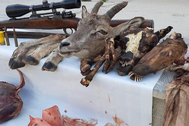 شکارچیان بی‌رحم در شرق استان سمنان دستگیر شدند/ کشف لاشه‌ شکار