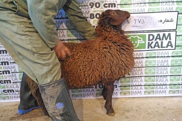 سایت و دامداری دامکالا، خرید گوسفند زنده از یک دامداری مکانیزه