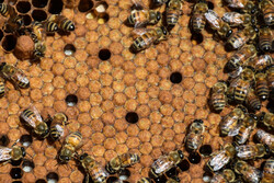 ۲۰۰۰ زنبوردار در استان بوشهر مشغول تولید عسل هستند