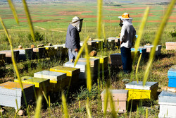 تولید سالیانه ۱۰۰ تن عسل در زنبورستان های لامرد