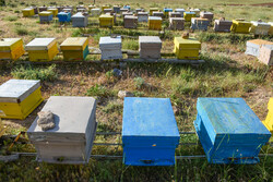 خسارت به ۵۰۰ کلُنی تولید عسل براثر وزش توفان/۲ کانون گرد و غبار فعال شد