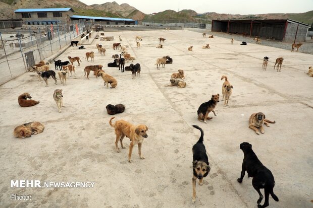 وجود دو پناهگاه نگهداری سگ‌ در کرج/ افزایش ظرفیت مرکز حلقه دره