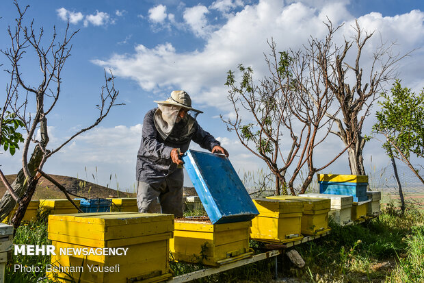 Iran beekeeping industry enjoy significant progresses