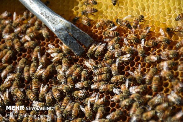 تولید عسل ٢٤ درصد افزایش یافت