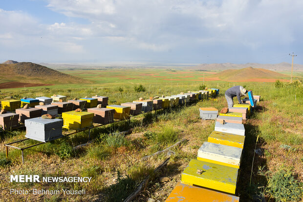 زنبورهایی که۲۷۰خانوار را سر کار گذاشتند/روستای«عسلی»لرستان کجاست؟
