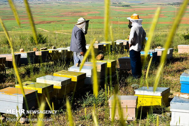 تولید سالیانه 100 تن عسل در زنبورستان های لامرد