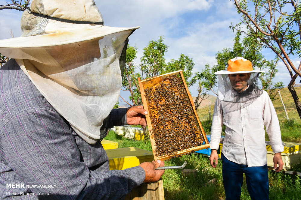 قطب اول تولید عسل کشور خریدار ندارد/صادرات فله‌ای عسل