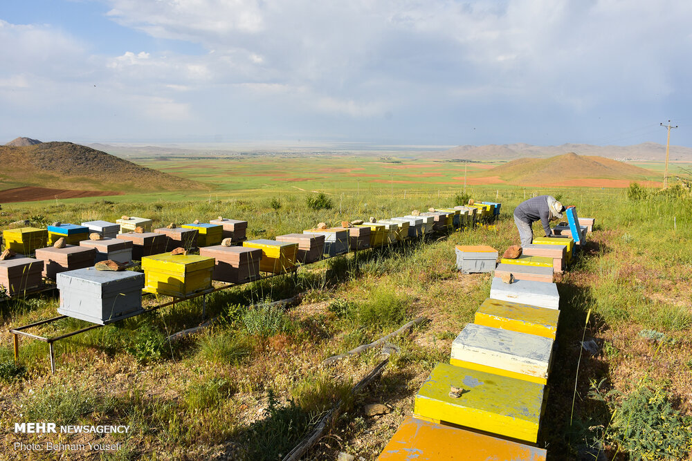 زنبورهایی که۲۷۰خانوار را سر کار گذاشتند/روستای«عسلی»لرستان کجاست؟