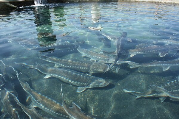 Iran named world's top 4th largest sturgeon producer: official