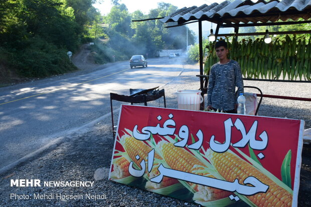 شیر بلال حیران