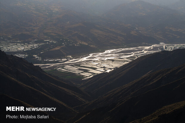 Rice fields in northern Iran