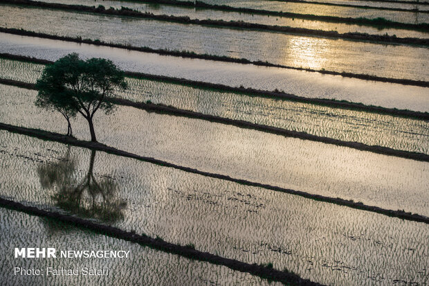 Rice fields in northern Iran