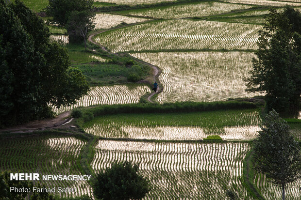 Rice fields in northern Iran