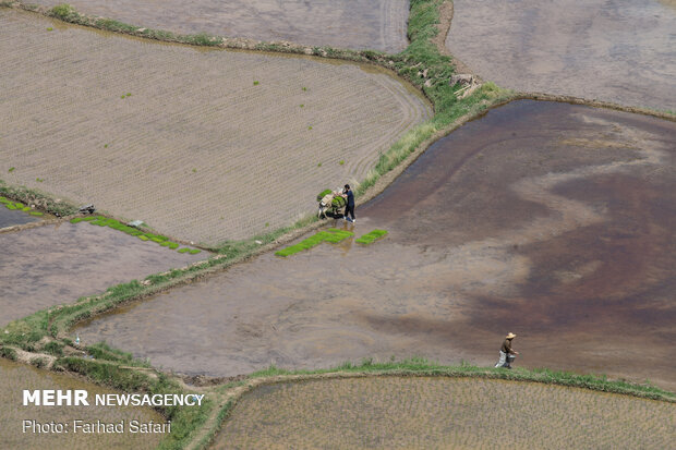 Rice fields in northern Iran