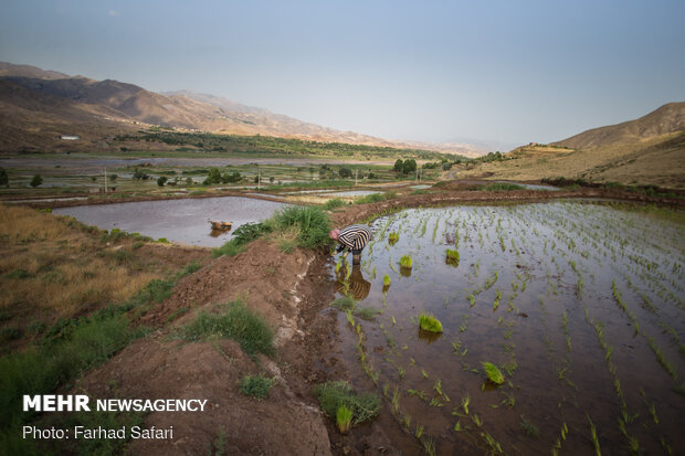 Rice fields in northern Iran