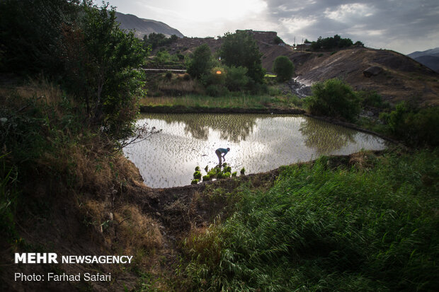 Rice fields in northern Iran