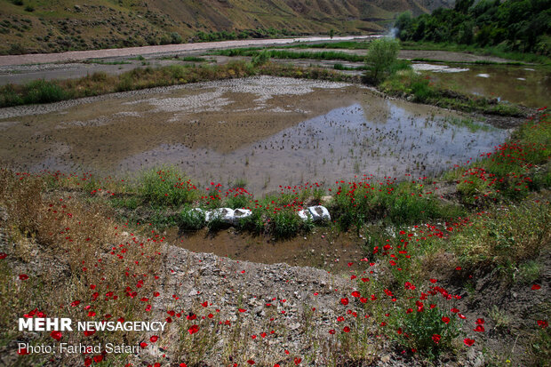 Rice fields in northern Iran