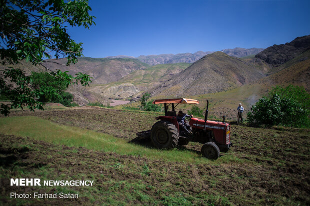 Rice fields in northern Iran