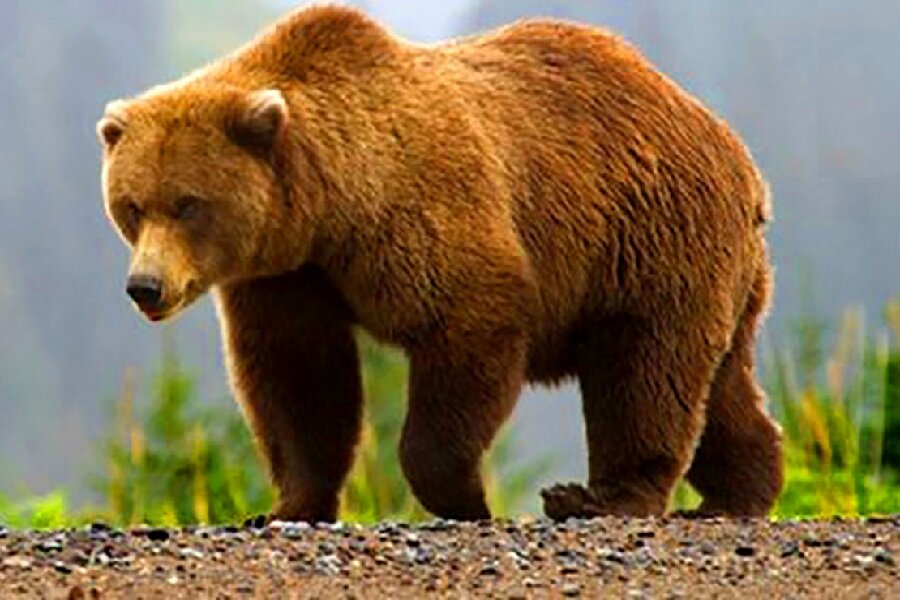آسیب‌های وارد شده خرس قهوه‌ای در نمین را تلف کرد