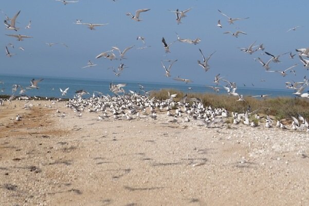 «نخیلو» بیشترین آمار لانه‌گزینی پرندگان در استان بوشهر را دارد