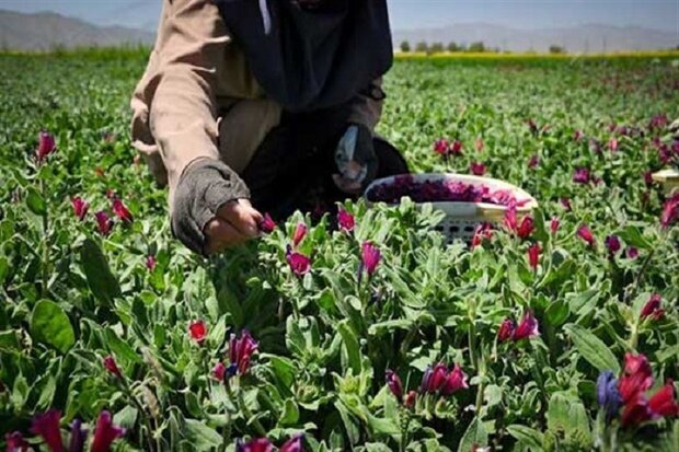 تولید ۸۴۲ تن انواع گیاهان دارویی در مزارع استان قزوین