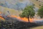 آتش در کمین جنگل‌های سبز بلوط در کهگیلویه و بویراحمد