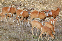 جمعیت پستانداران منطقه شکار ممنوع کوه مند ۵۰ درصد افزایش یافت