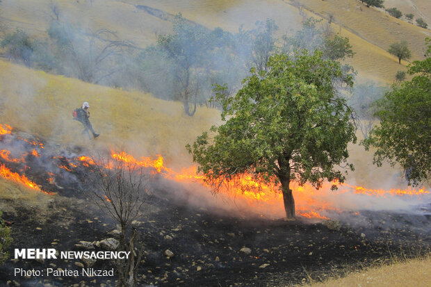 Forces mobilized to extinguish wildfire of oak forests in SW Iran