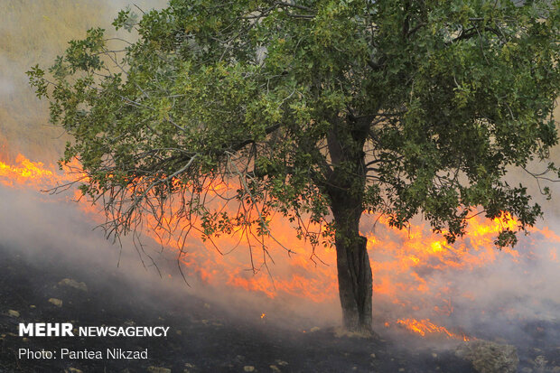 آتش سوزی در جنگل های بلوط بلند چهارمحال و بختیاری