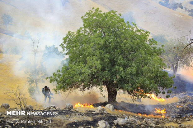 Forces mobilized to extinguish wildfire of oak forests in SW Iran