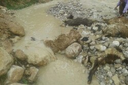 ۱۰۰ راس دام عشایر ماکو در اثر سیلاب تلف شد