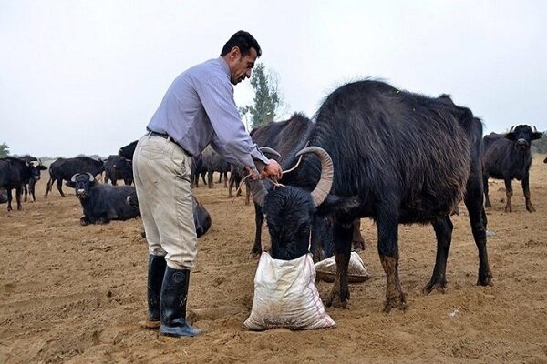 ۹۰ درصد صنعت قطب پرورش گاومیش داری کشور سنتی است