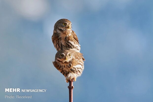 2020 Audubon Fotoğraf Yarışması