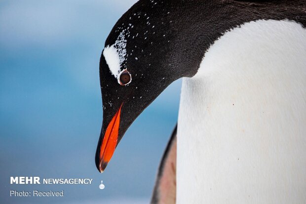 2020 Audubon Fotoğraf Yarışması