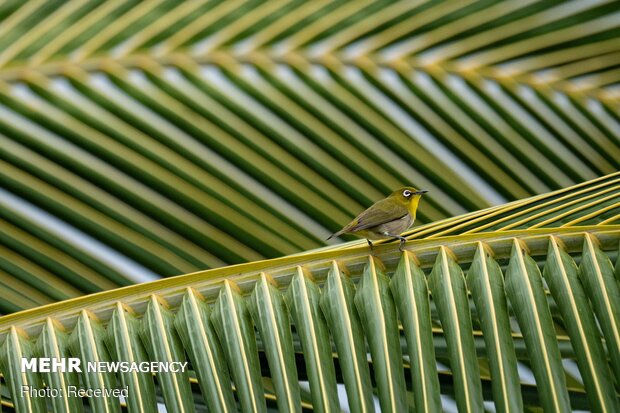 2020 Audubon Fotoğraf Yarışması