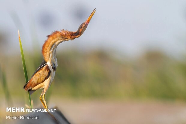 2020 Audubon Fotoğraf Yarışması