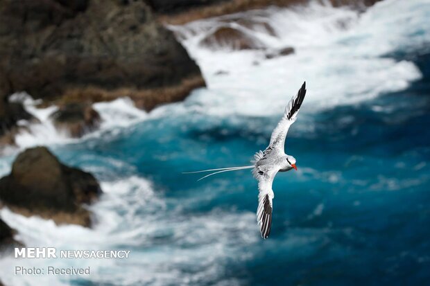 2020 Audubon Fotoğraf Yarışması