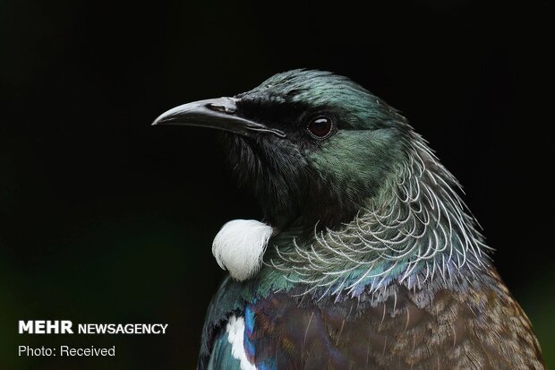 2020 Audubon Fotoğraf Yarışması