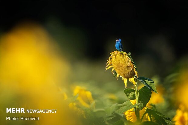 2020 Audubon Fotoğraf Yarışması